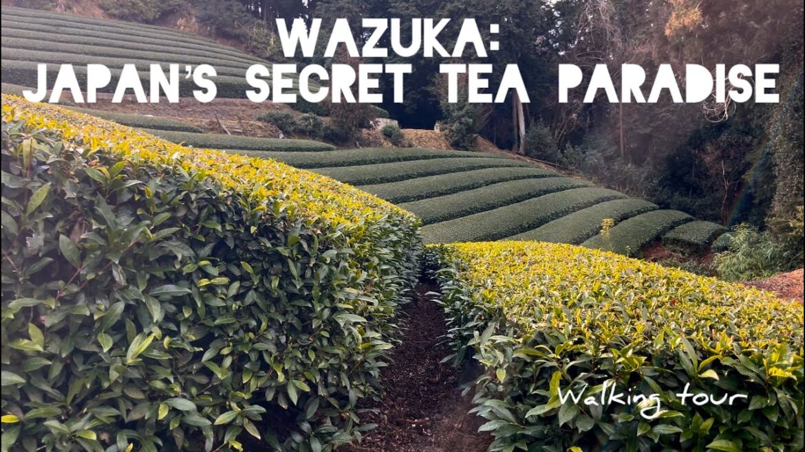 Where Tea Grows in Kyoto | A Calm Day in Wazuka I Walking Tour I ASMR #travel #tea #japan 🍵🇯🇵🍃