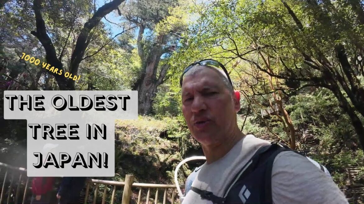 Exhausting Trek To Jomon Sugi, It's So Old!