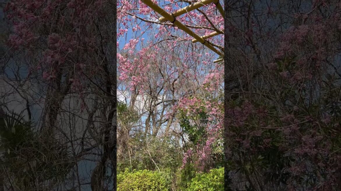 【KYOTO】 Must-See Hidden Nice View Spot – Nagaragi Street 【KYOTO】 Must-See Hidden Nice View Spot - Nagaragi Street