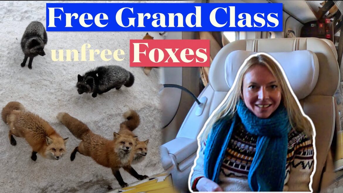 Japan's most expensive train for free and Zao Fox Village