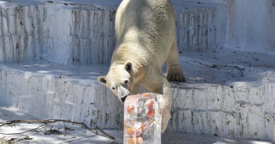 Easy Japanese news in translation: Polar bear gets ice block with apples at zoo in Osaka