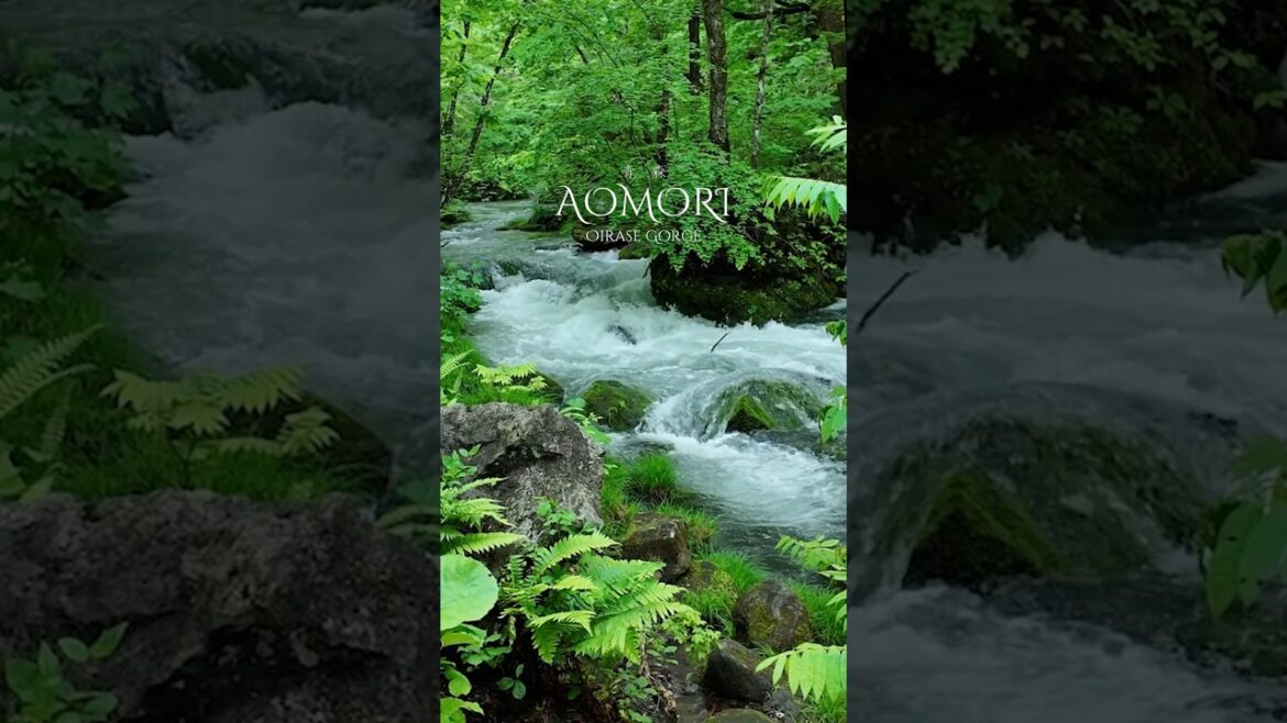 Oirase Gorge, Aomori, Japan  The most beautiful Green I've ever seen.   #green #forest #travel