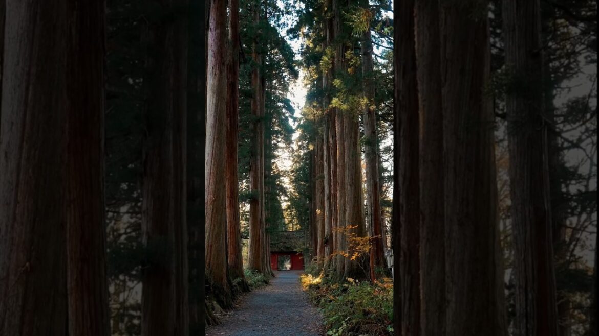 Japan 🇯🇵 Japan 🇯🇵