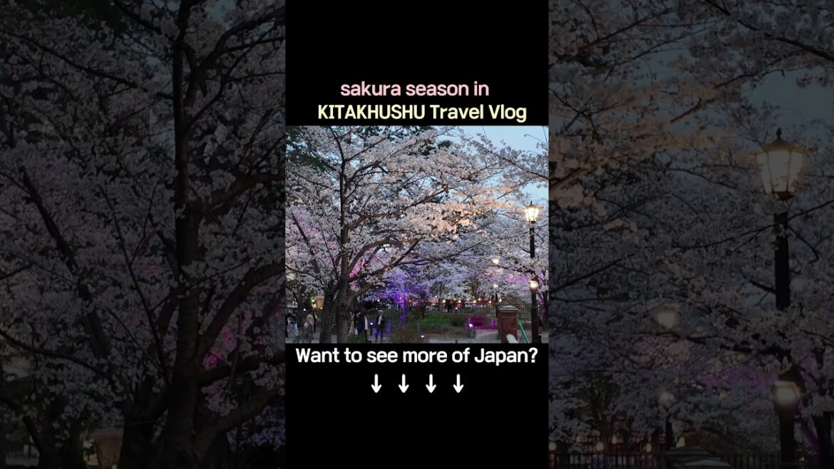 Kokura Hanami Time!｜小倉お花見タイム｜北九州櫻花下的午後時光 #travel #japantravel #japan