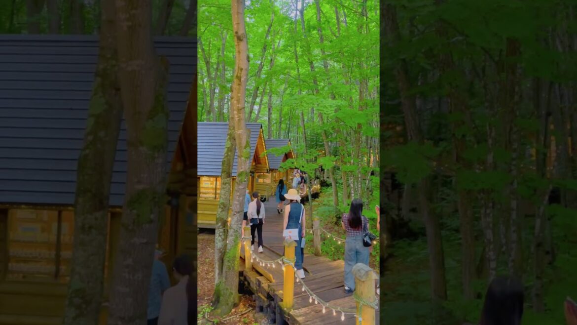 #travel #hokkaido #furano #japan #summer