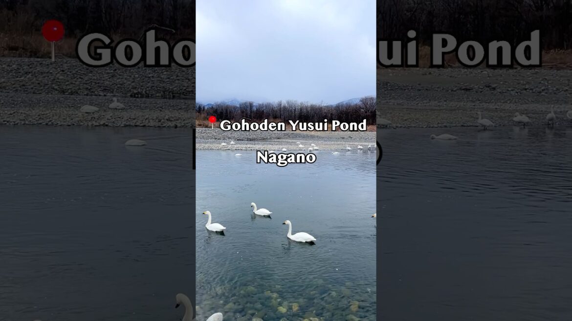 🦢Gohoden Yusui Pond - Nagano (御宝田遊水池 – 長野)