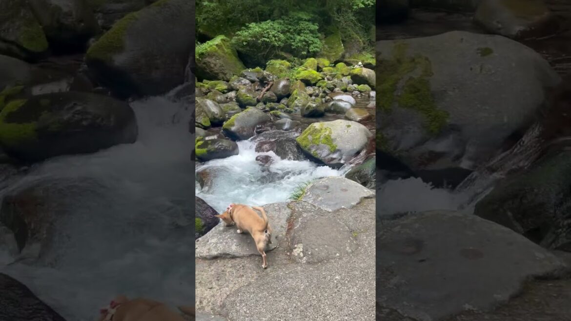 Kawazu 7 Waterfalls. #japan #nature #waterfall #travel #shizuoka #hiking #puppy