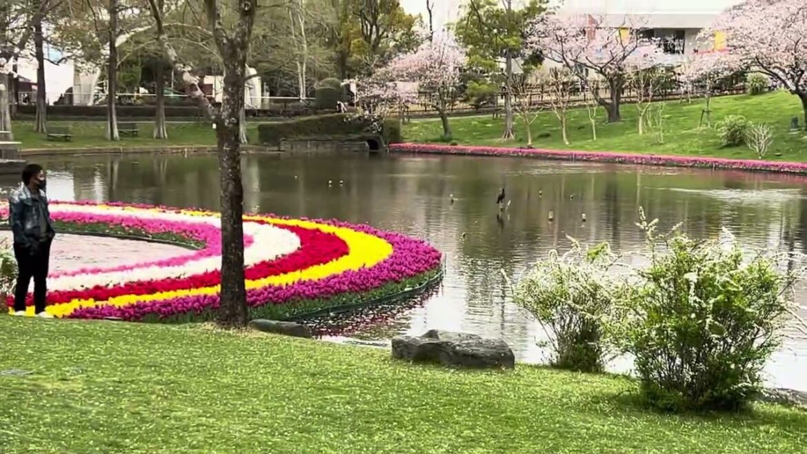 Japan's most beautiful flowers: Tulips