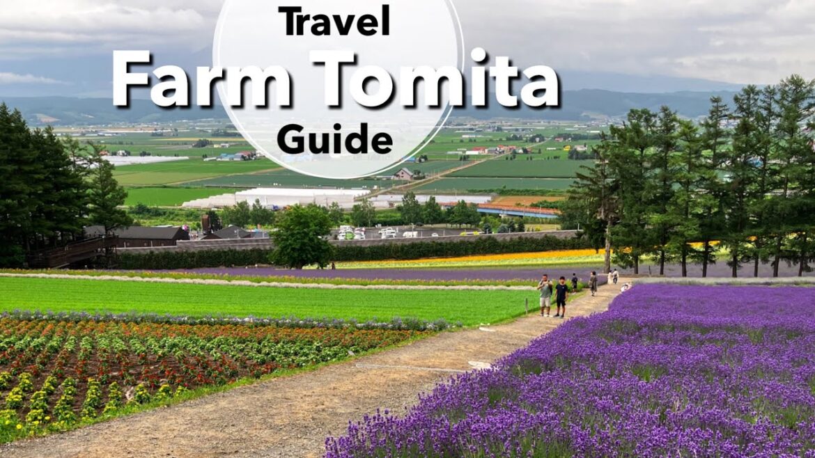 FARM TOMITA Travel Guide | Hokkaido Summer with Colourful Flower Fields in Furano