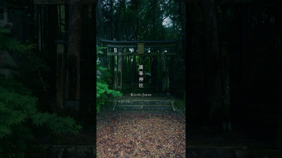 雨に濡れた苔の参道はこんなにも美しく神秘的な世界に! 廣峯神社 京都 #shorts #travel #japan #travelshorts #神社 #異世界 雨に濡れた苔の参道はこんなにも美しく神秘的な世界に! 廣峯神社 京都 #shorts #travel #japan #travelshorts #神社 #異世界