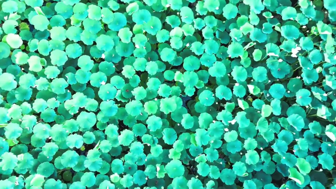 [Healing] Aomori feeling