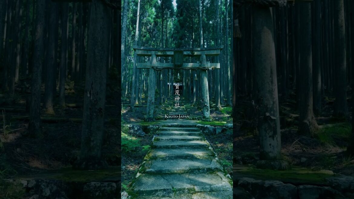京都の山奥にある杉林に囲まれた神秘的な神社 賀茂神社 京都 #shorts #travel #japan #神社 #観光 #秘境