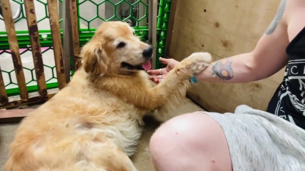 A Homeless Japanese Dog :( A Homeless Japanese Dog :(