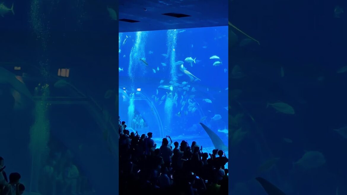 超大的豆腐鯊#沖繩旅遊#okinawa  20250726