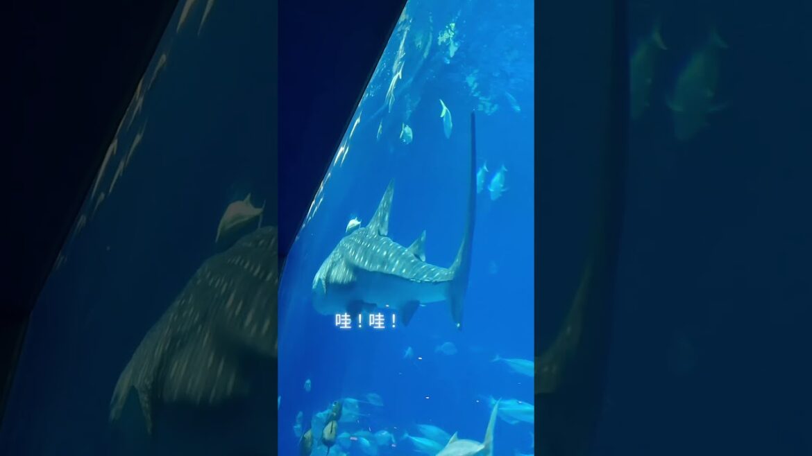 巨星來了#沖繩美麗海水族館#沖繩旅行 #okinawa 20250727