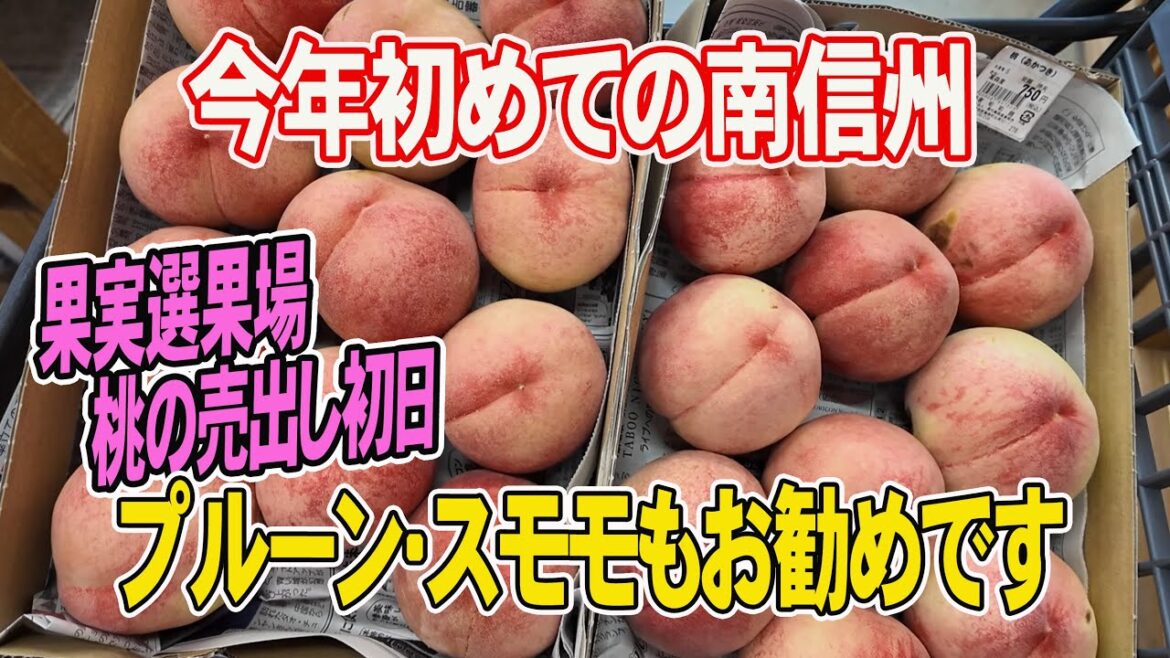 【桃を求めて南信州へ】規格外の桃を買うのは大変!桃の最盛期にはちょっと早かったです 【桃を求めて南信州へ】規格外の桃を買うのは大変!桃の最盛期にはちょっと早かったです
