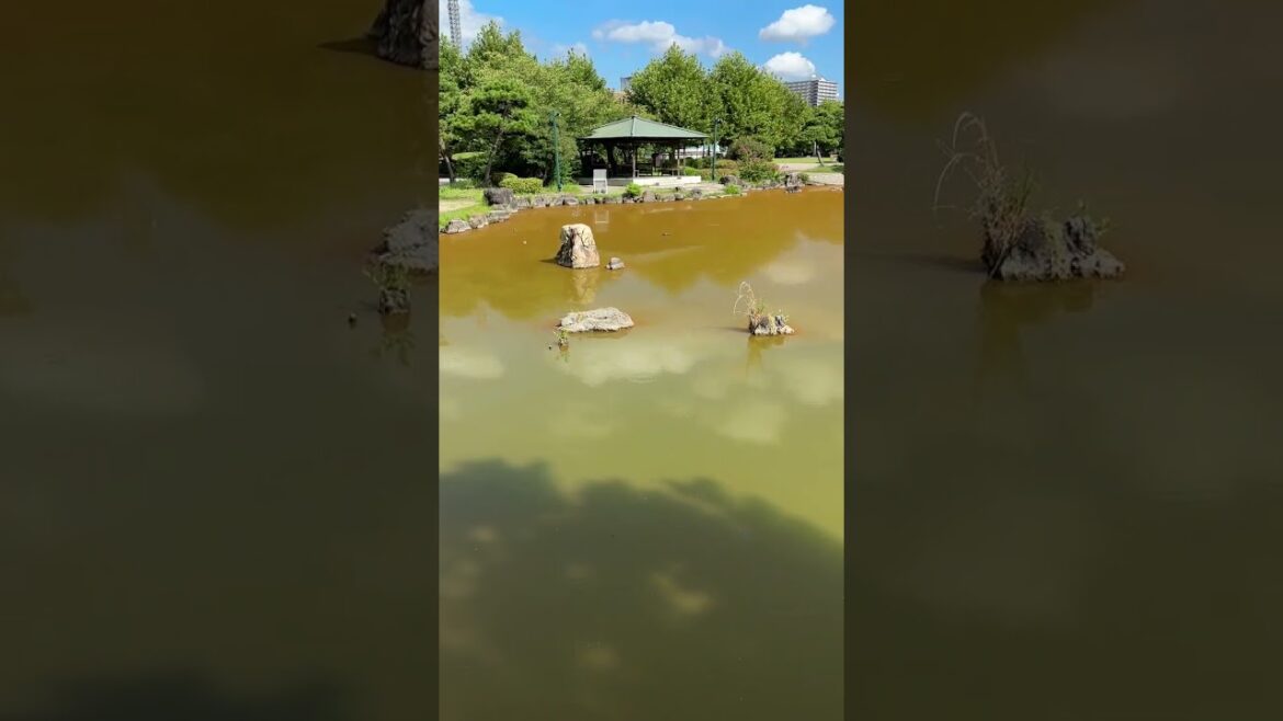 【異常！】カフェラテ色の胡蝶が池、近年、毎年こうなります。なぜでしょうか？