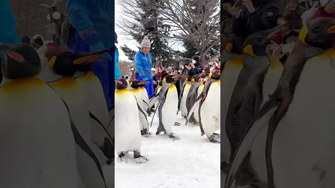 Penguin Parade at Asahiyama Zoo | Hokkaido | Japan Travel