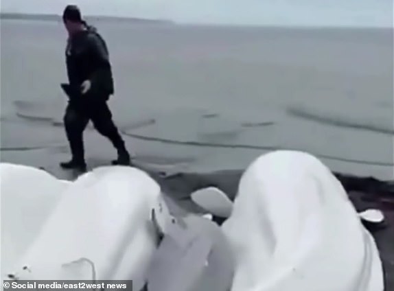 Volunteers pour water over beluga whales washed ashore in Russia's Kamchatka region amid tsunami waves following a giant earthquake.