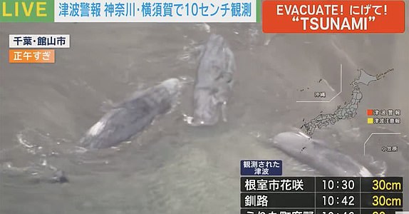 Heartbreaking images show whales washed ashore on Japan's coast amid tsunami waves following a giant earthquake in eastern Russia.