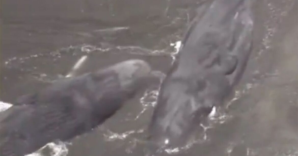 Whales wash ashore in Japan after huge 8.7-magnitude earthquake triggers tsunami Ipso logo