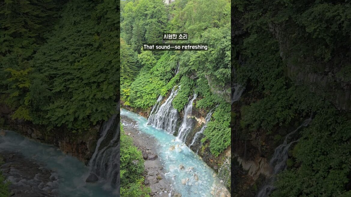 여기가봄 🇯🇵 비 오는 날의 후라노&비에이 투어 🌧️ A Rainy Day in Furano & Biei — Still Beautiful! 🌧️