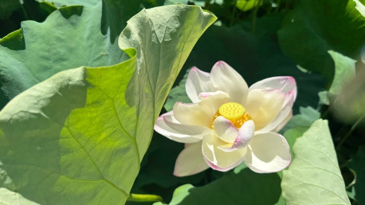 Sacred Lotus Pond Fukuoka🇯🇵Live from Japan Sacred Lotus Pond Fukuoka🇯🇵Live from Japan