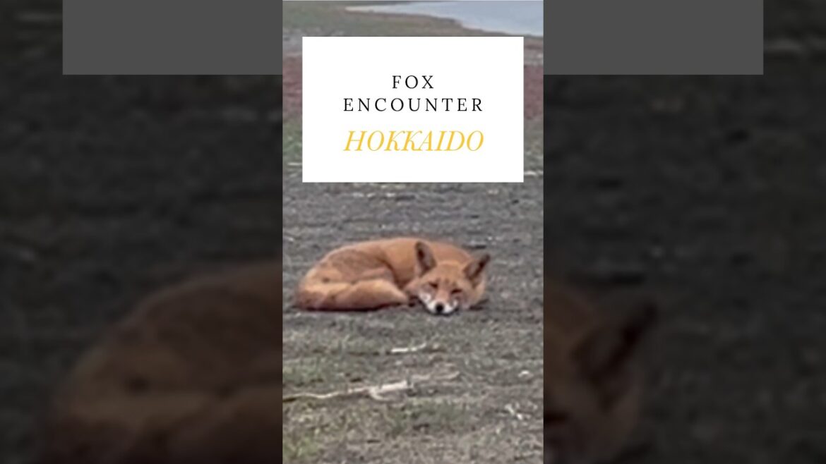What does the FOX say? #japan #travel #wildlife #hokkaido #fox #traveldestinations #summer