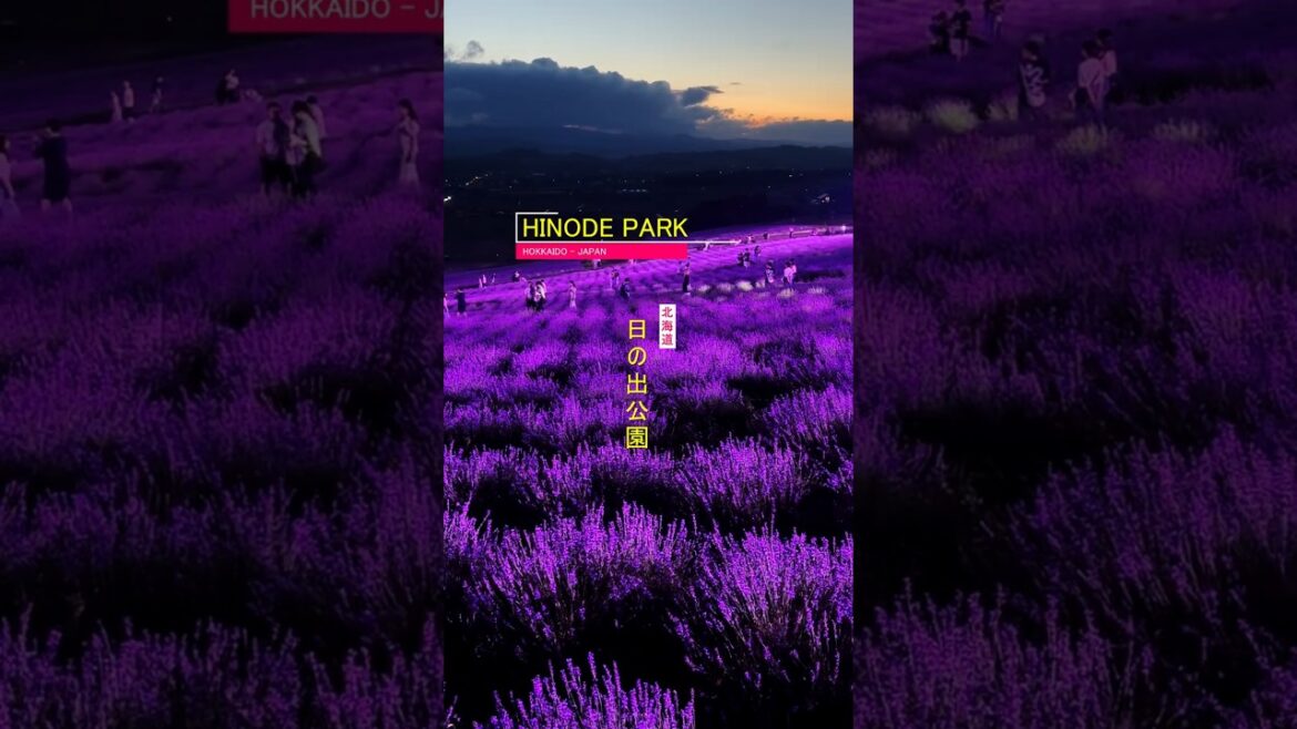 ๐๐ Night Bloom: Lavender Light-Up at Hinode Park ๐๐ Night Bloom: Lavender Light-Up at Hinode Park