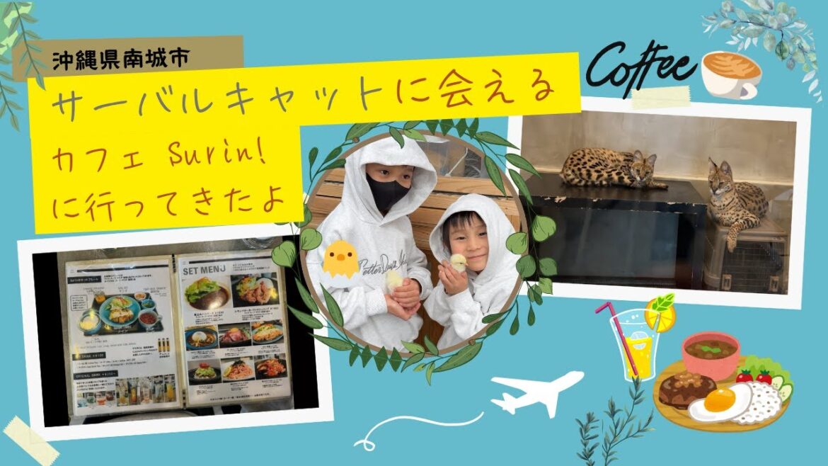 沖縄でサーバルキャットに会える!?「cafe Surin」で癒しのひととき🐆🌿 沖縄でサーバルキャットに会える!?「cafe Surin」で癒しのひととき🐆🌿
