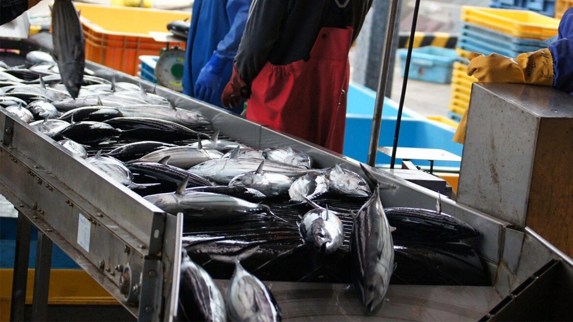 Higher Prices Lead to Rise in Japan’s Fisheries Production Value While Volume Drops