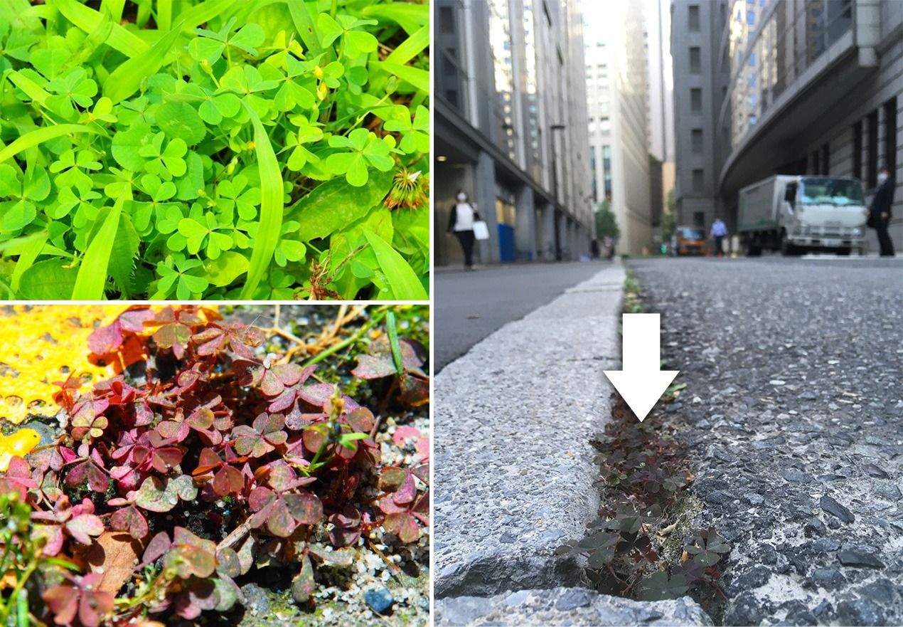 Counterclockwise from top left: creeping woodsorrel with green leaves; red-tinted leaves; and plants growing in a crack in a road in Tokyo’s Marunouchi area. (© Fukano Yūya)