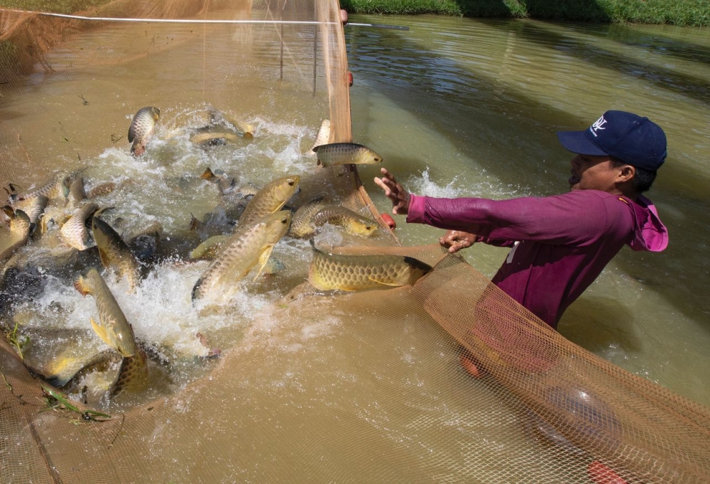 Sianlon Aquatic said its farms are designed to support natural breeding conditions, allowing broodstock to reproduce with minimal human interference. — Bernama pic