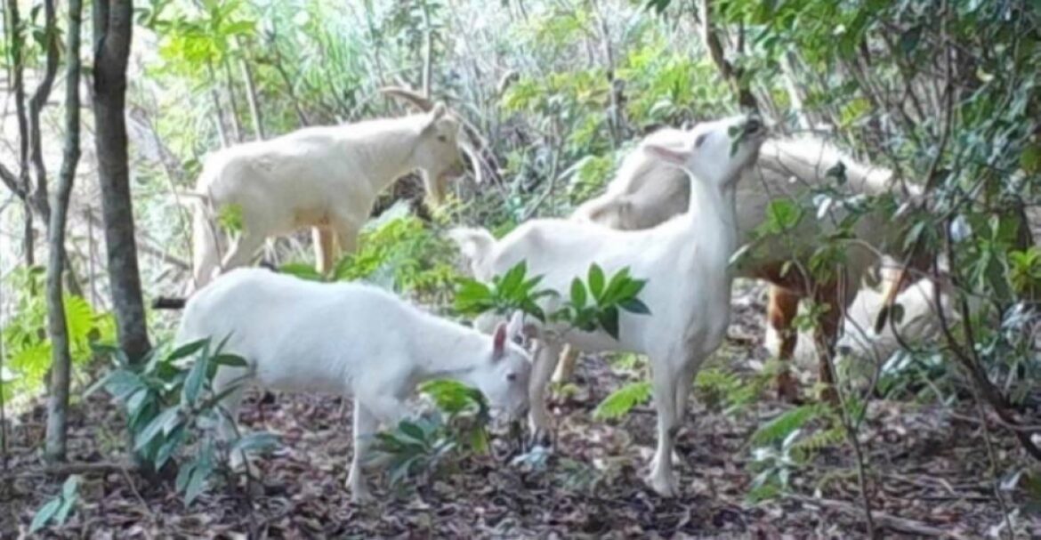 Why authorities in Okinawa are trying to capture feral goats