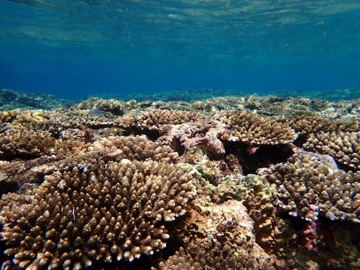 Japan’s top brands get tied up in the great sunscreen debate