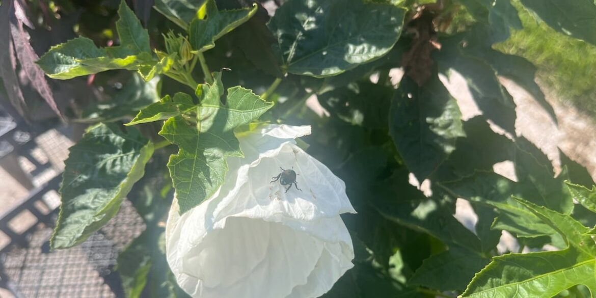 Jackson’s Greenhouse shares advice on how to mitigate Japanese Beetles