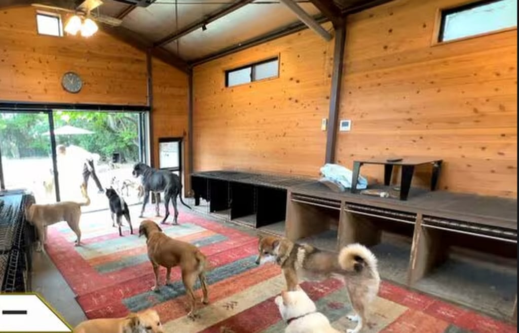Hirotaka Saito’s special facility is home to 40 difficult to deal with dogs and eight cats. Photo: fnn.jp