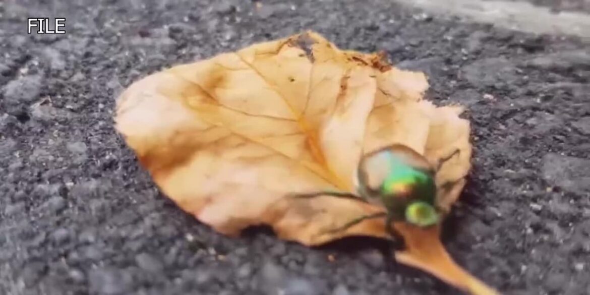 How to deal with Japanese Beetles How to deal with Japanese Beetles