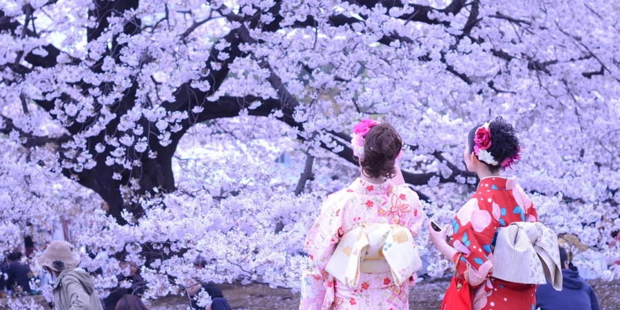 Two women clad in kimonos look at the cherry blossom trees in front of them.