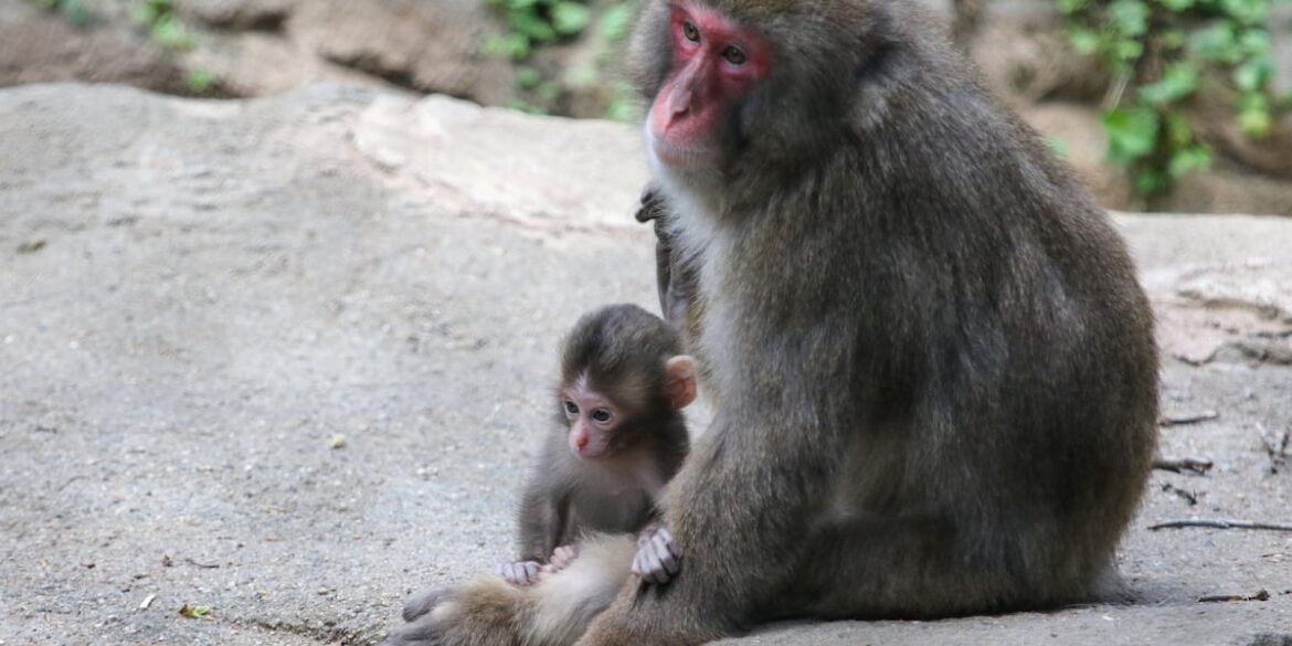 Blank Park Zoo introduces new baby Japanese macaque Blank Park Zoo introduces new baby Japanese macaque