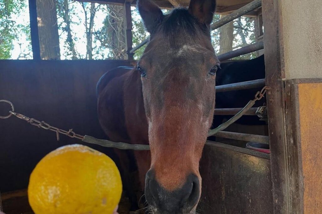 Japanese racehorse famous for losing gains new fans from mobile game Japanese racehorse famous for losing gains new fans from mobile game
