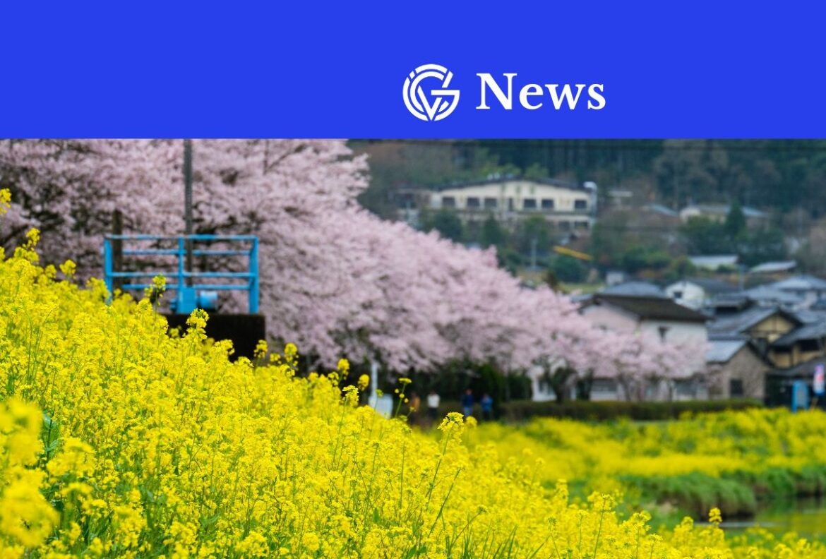 Sakura in Yufuin village, Kyushu, Japan View more by kiatthaworn_khorthawornwong from Getty Images