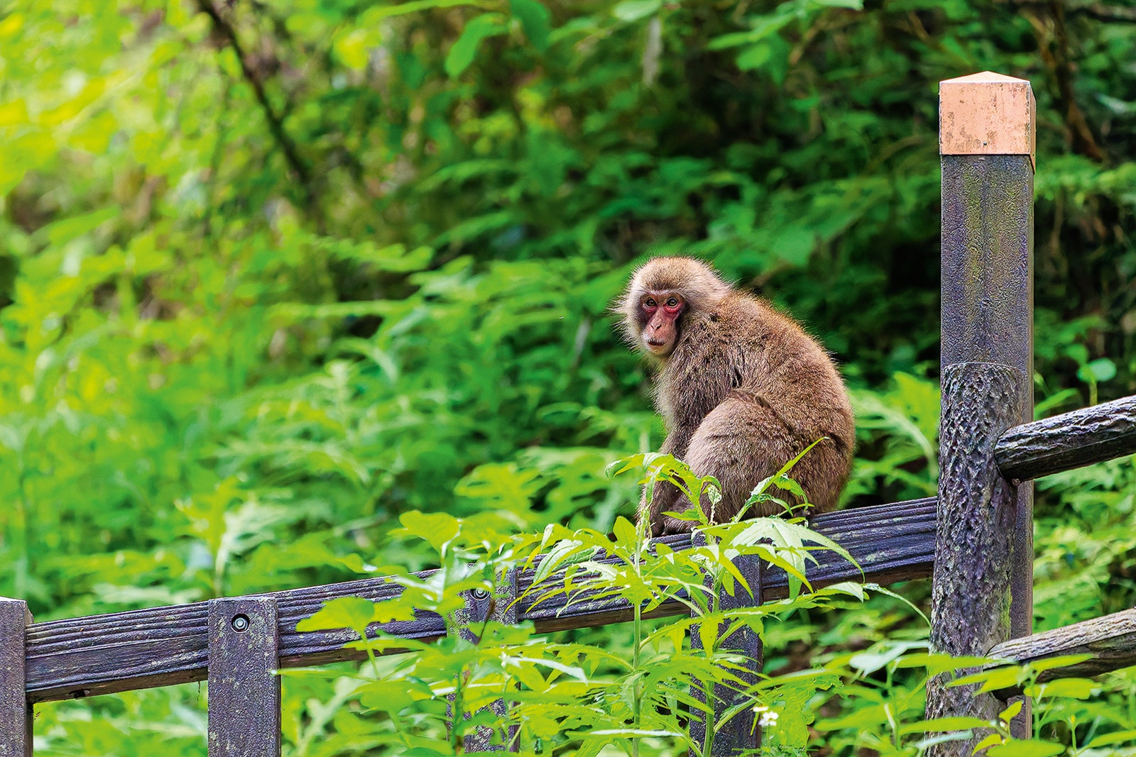 snow monkey in the wild