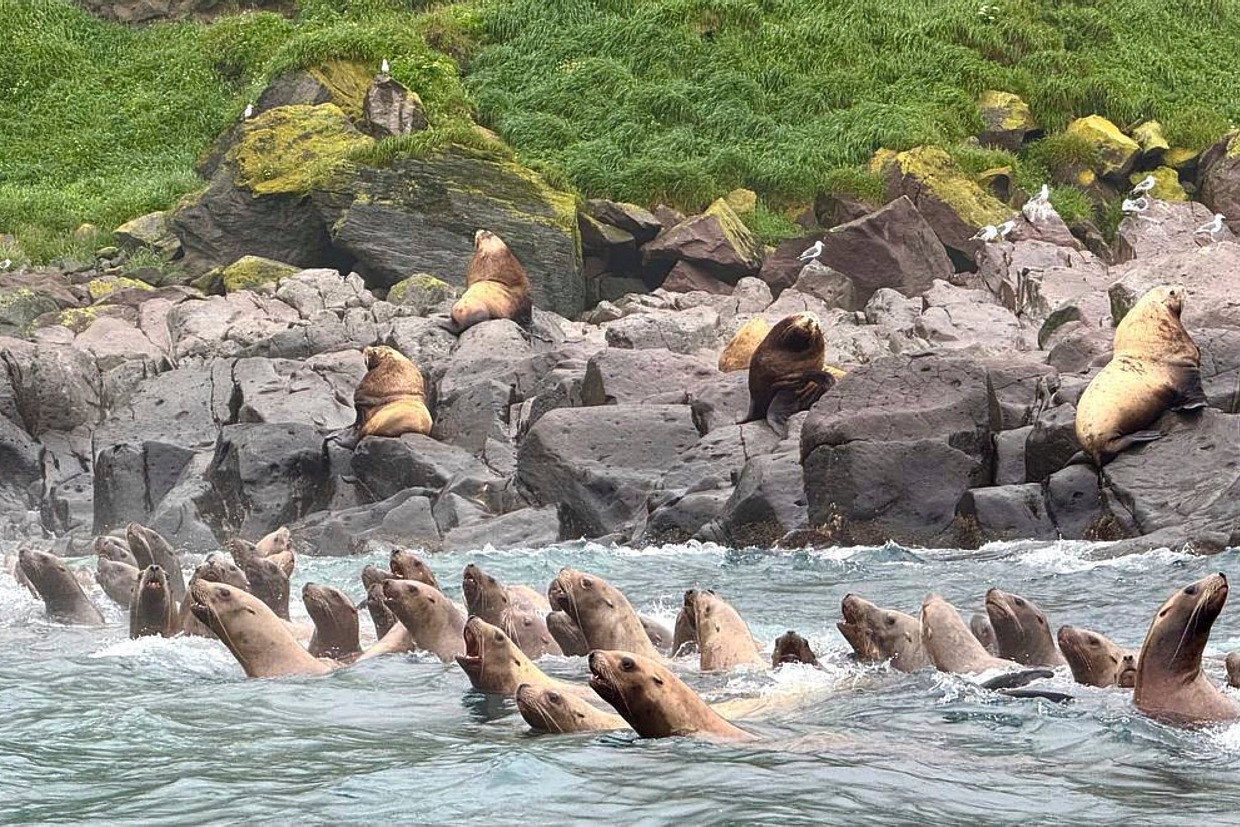 Steller sea lions swim during a tsunami approaching the shore of the Antsiferov Island located in the northern Kuril Islands chain in the Sea of Okhotsk, Russia, Wednesday, July 30, 2025. (AP Photo/Nikita Sinchinov)