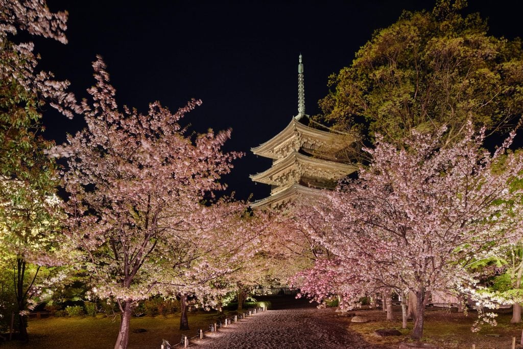 Cherry blossoms in full bloom surround the illuminated To-ji Temple pagoda at night in Kyoto, Japan during spring hanami season.