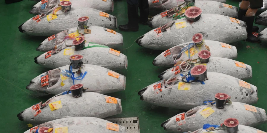 Tuna laid out for auction at the toyosu fish market
