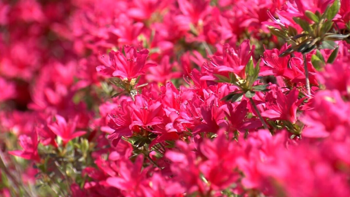 Sea of azaleas in Kyoto's flower temple