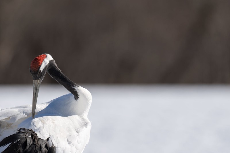 Red-Crowned Crane by Alex Yazlovsky