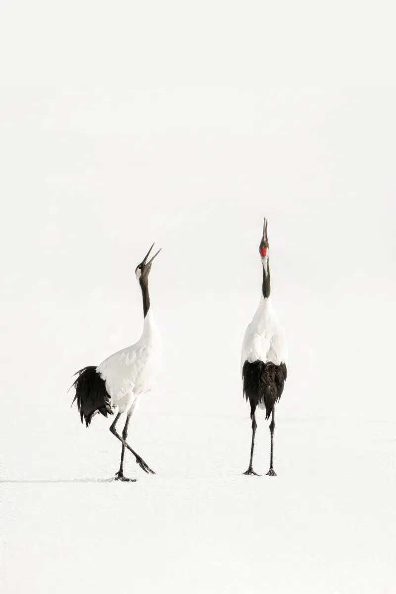 Red-Crowned Cranes by Alex Yazlovsky