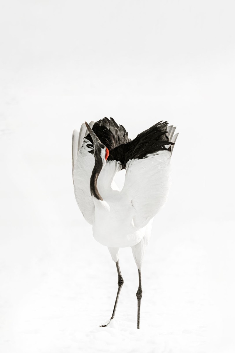 Red-Crowned Crane by Alex Yazlovsky
